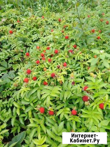 Саженцы тибетской малины Рязань - изображение 1