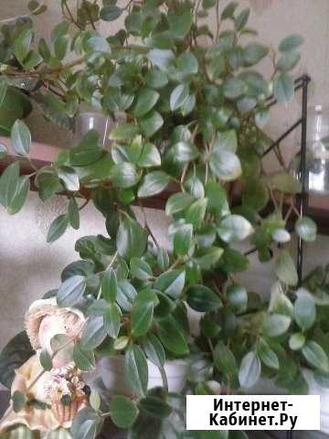 Пеперомия Екатеринбург - изображение 1