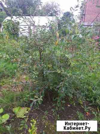 Саженцы плодоносящих растений (список в объявлении Калининград