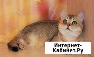 Британские очаровашки Троицк