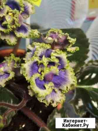 Листовые черенки Петрозаводск