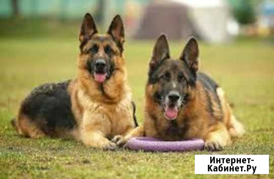 Дрессировка собак Казань - изображение 1