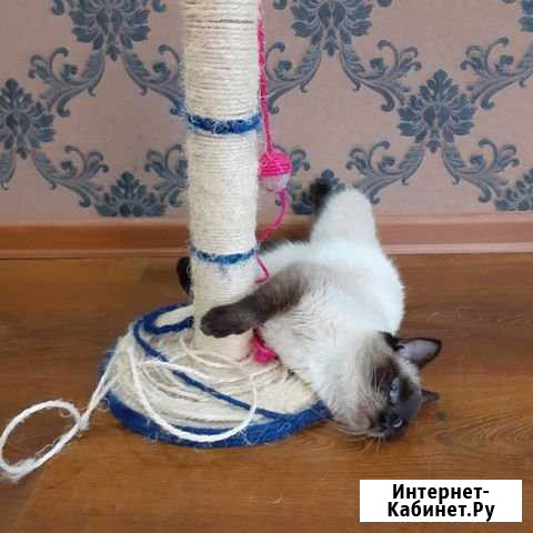 Зоогостиница для кошек, собак Домодедово - изображение 1