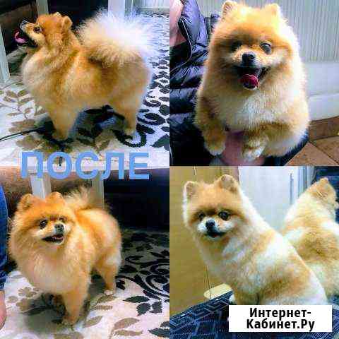 Стрижка собак и кошек Нижний Новгород