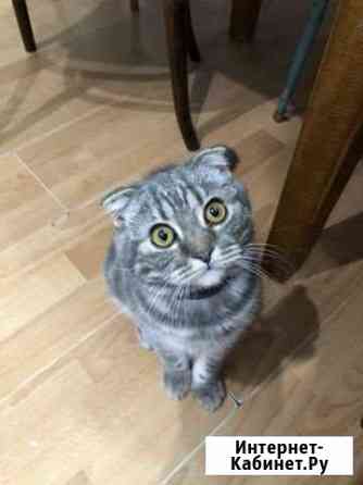 Кот на вязку Камышин