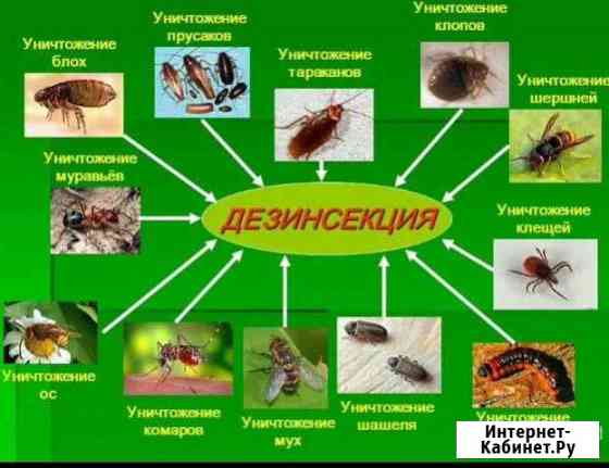 Уничтожение тараканов,клопов, муравьев,ос,кротов Казань