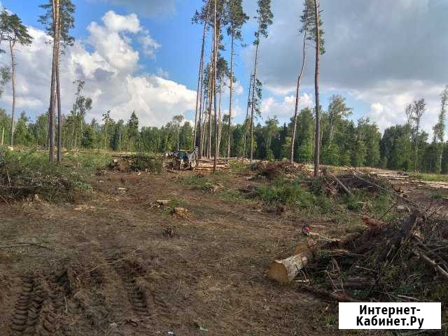 Рубка валка леса. Спилить дерево Москва - изображение 1