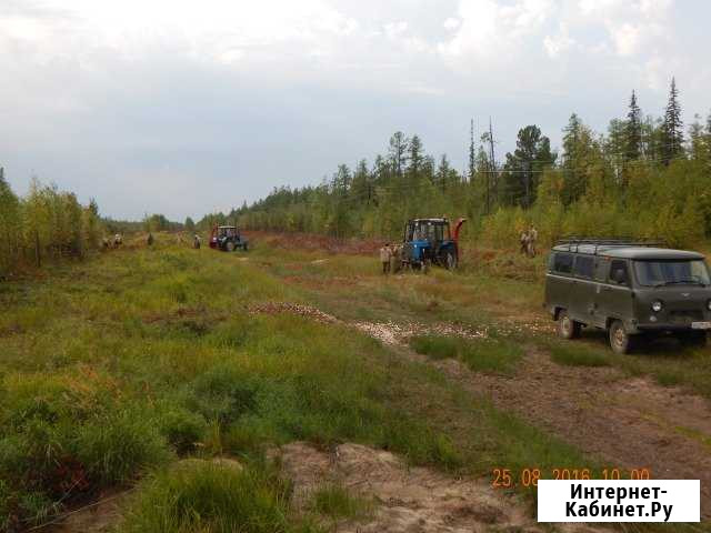 Расчистка от нежелательной растительности Сылва - изображение 1