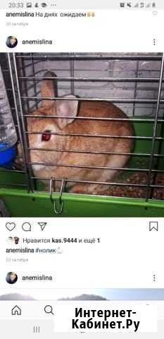 Декоротивные кролики в аренду для фотосессий Горно-Алтайск - изображение 1