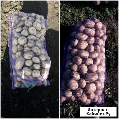 Продам картошку свою Ульяновск - изображение 1
