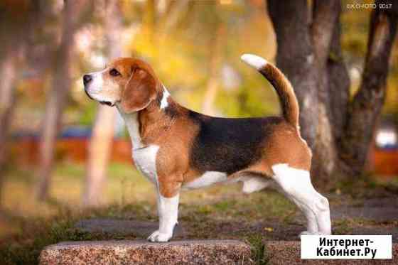 Бигль приглашает на вязку Челябинск