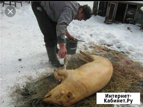 Свиней режем Новотроицкая - изображение 1