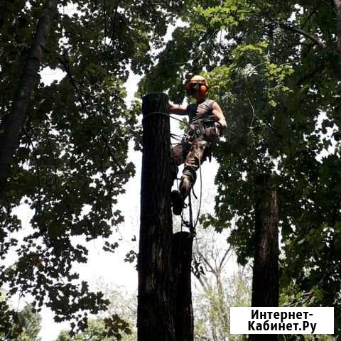 Спил деревьев + вывоз мусора,спилить дерево Ставрополь - изображение 1