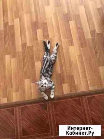 Передержка животных Казань