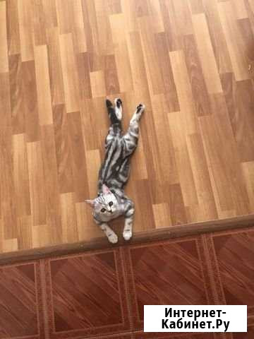 Передержка животных Казань - изображение 1