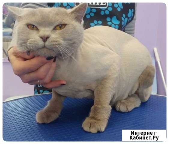 Стрижка кошек. Индивидуальный подход Сургут - изображение 1