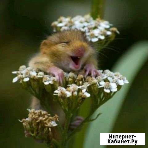 Домработница приходящая Звенигород - изображение 1