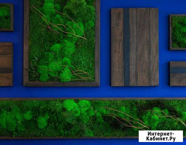Стабилизированный мох (живой) Ульяновск - изображение 1
