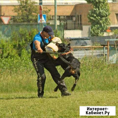 Дрессировка собак в Москве Звенигород - изображение 1