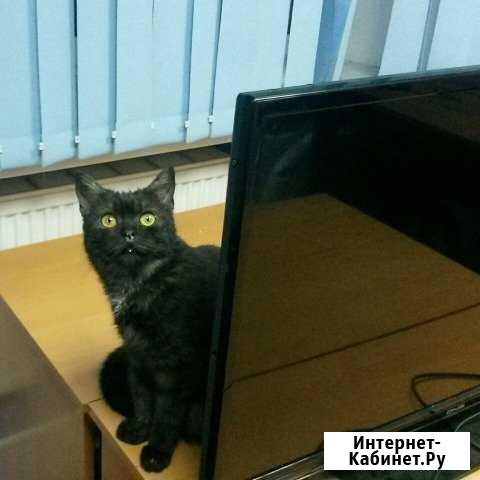 Ремонт телевизоров Зеленодольск - изображение 1