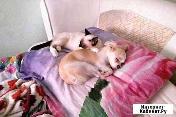 Передержка собак. Домашняя зоогостиница Казань