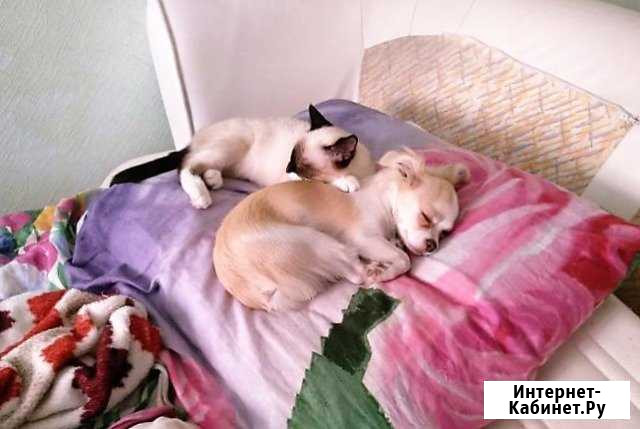 Передержка собак. Домашняя зоогостиница Казань - изображение 1