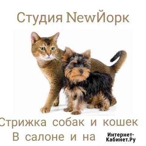Стрижка собак и кошек Омск