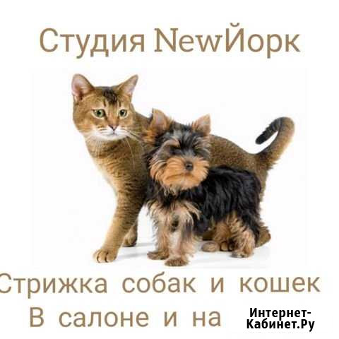 Стрижка собак и кошек Омск - изображение 1