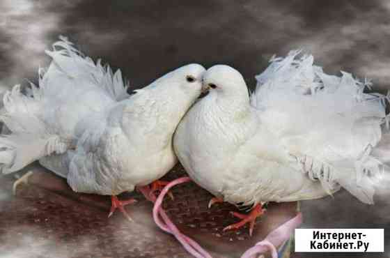 Release of doves at Weddings and Celebrations Kurgan