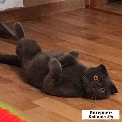 Кот ищет кошку на вязку Чебоксары