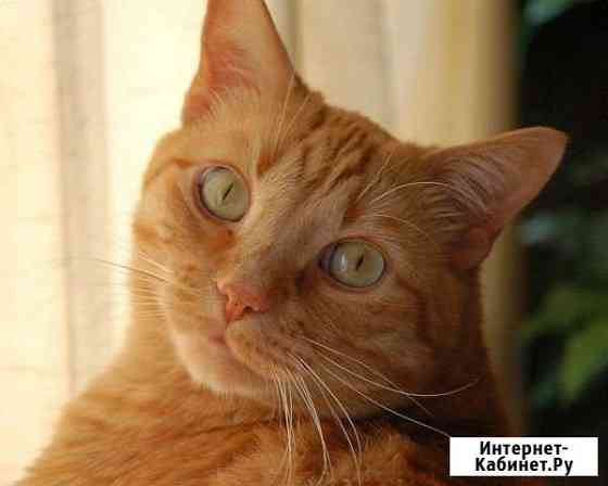 Домашняя передержка кошек Санкт-Петербург