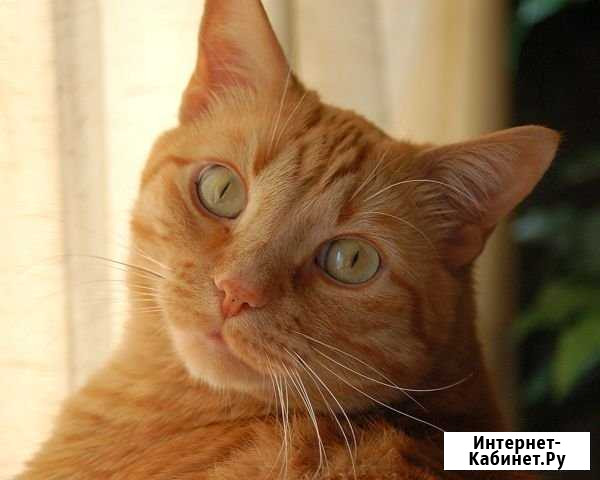 Домашняя передержка кошек Санкт-Петербург - изображение 1