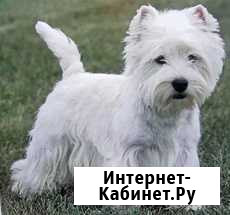 Тримминг вест хайленд вайт терьера Курск - изображение 1