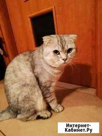 Кот для вязки Нижнекамск