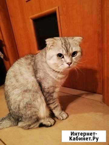 Кот для вязки Нижнекамск - изображение 1