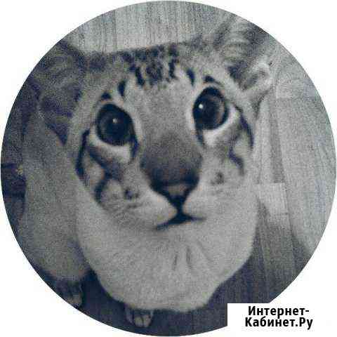 Кот на вязку Санкт-Петербург