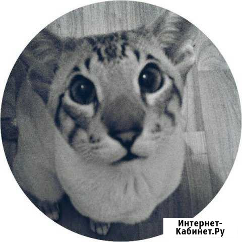 Кот на вязку Санкт-Петербург - изображение 1