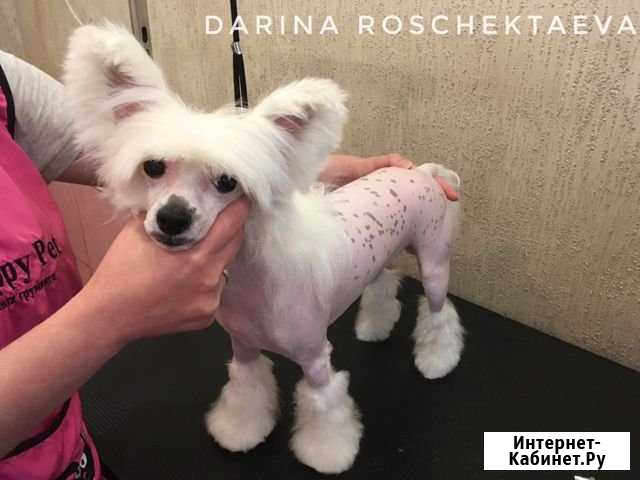 Стрижка собак и кошек Рыбинск - изображение 1