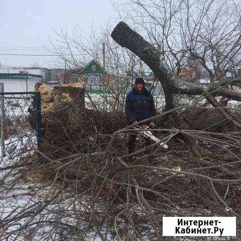 Спил деревьев, обрезка, кронирование, расчистка Елабуга