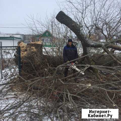 Спил деревьев, обрезка, кронирование, расчистка Елабуга - изображение 1