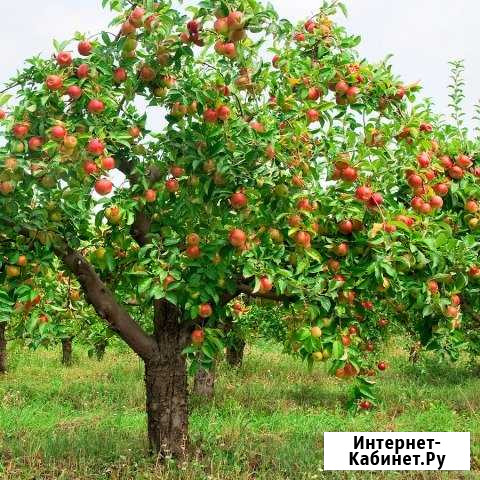 Обрезка деревьев и кустарников Липецк - изображение 1