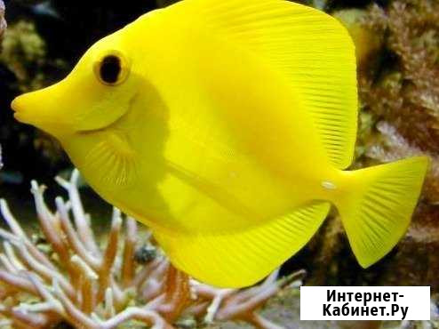 Обслуживание аквариума, Чистка аквариумов Москва - изображение 1