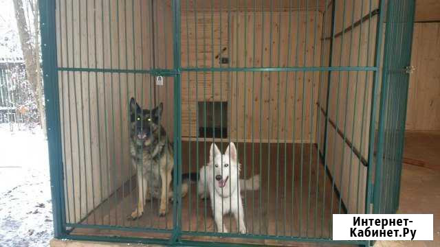Зоогостиница и дрессировка на передержке Краснознаменск - изображение 1