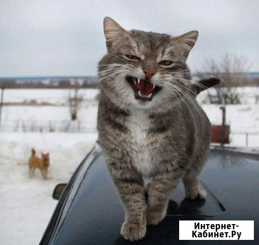 Передержка животных Брянск - изображение 1