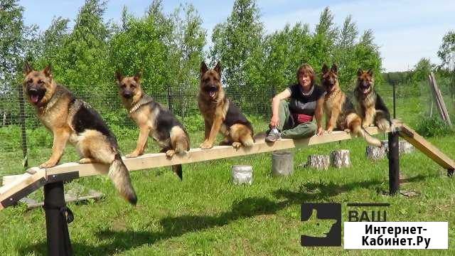 Дрессировка собак, гостиница Красногорск - изображение 1