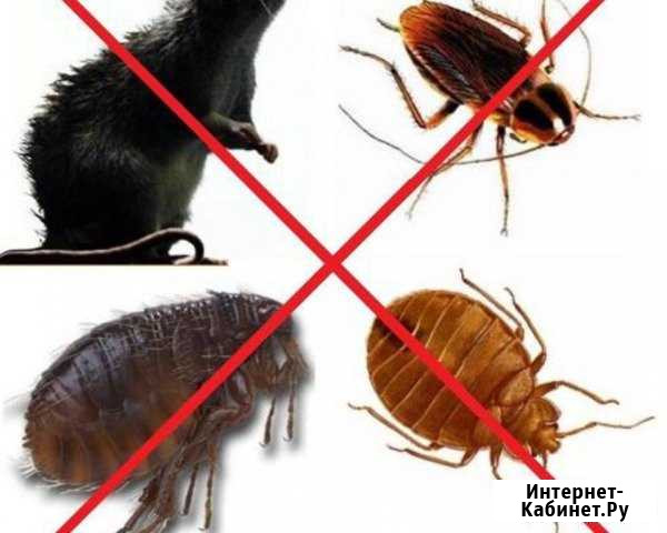 Дезинфекция помещений Архангельск - изображение 1