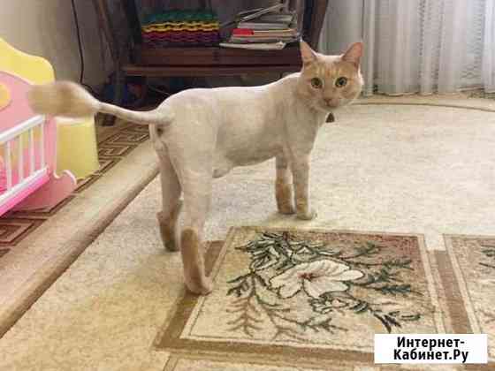 Стрижка кошек и котов. Выезд на дом Уфа