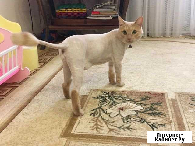Стрижка кошек и котов. Выезд на дом Уфа - изображение 1