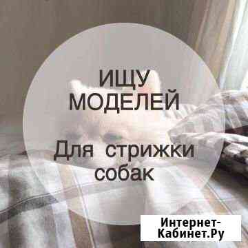 Ищем моделей собачек Краснодар