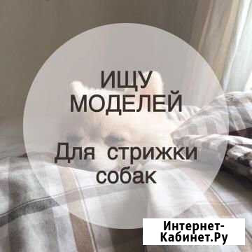 Ищем моделей собачек Краснодар - изображение 1